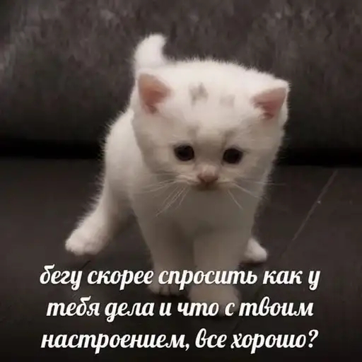 Котики от ангелины😶‍🌫 preview