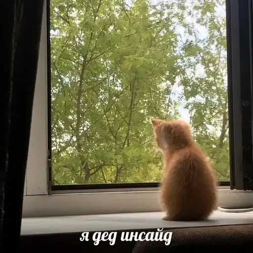 Котики от ангелины😶‍🌫 preview