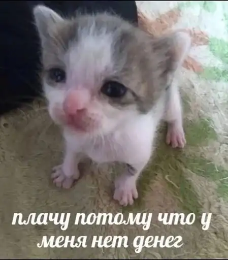 Котики от ангелины😶‍🌫 preview