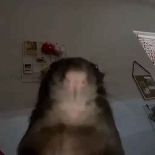 Ебаный зоопарк preview