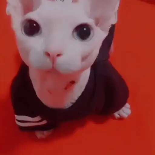 Ебаный зоопарк preview