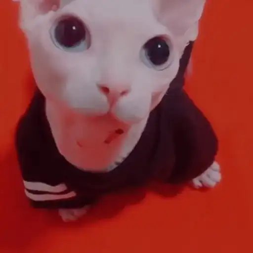 Ебаный зоопарк preview