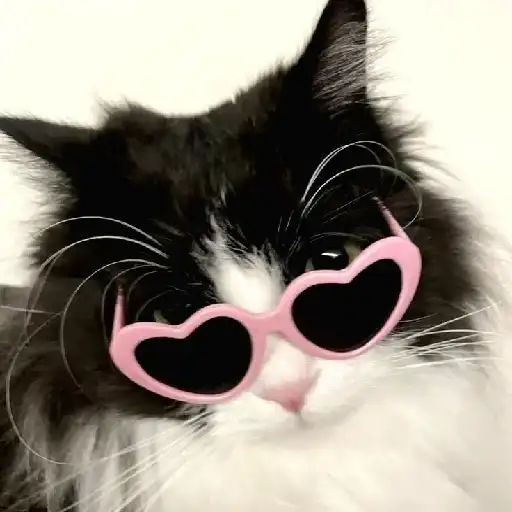 Котики preview