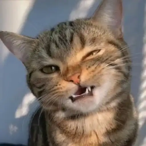 Котики preview