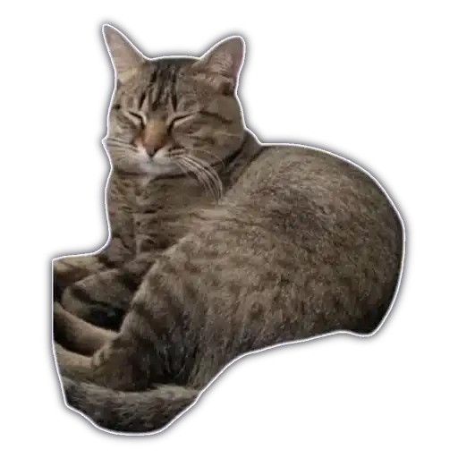 Sticker 🐈