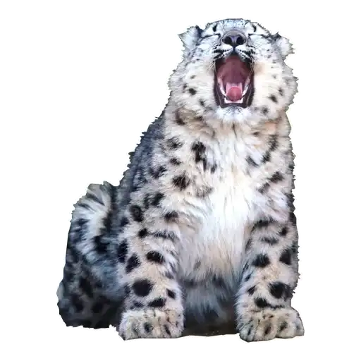 BarsFukuBaby preview