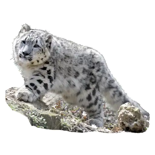 BarsFukuBaby preview