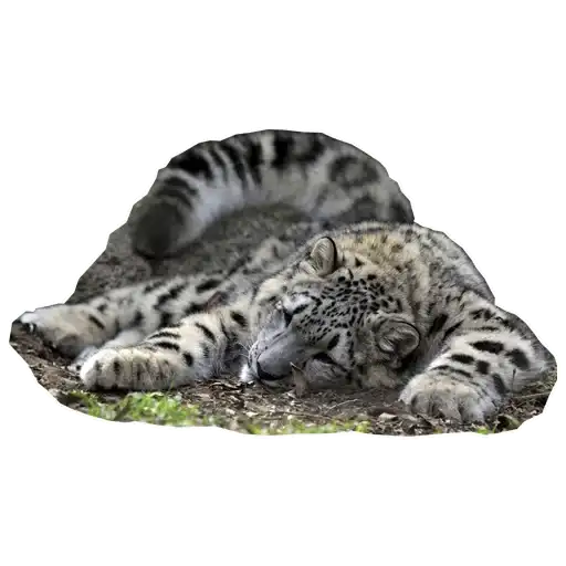 BarsFukuBaby preview