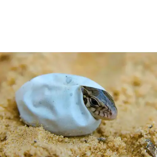 Yasheritsa_katya preview