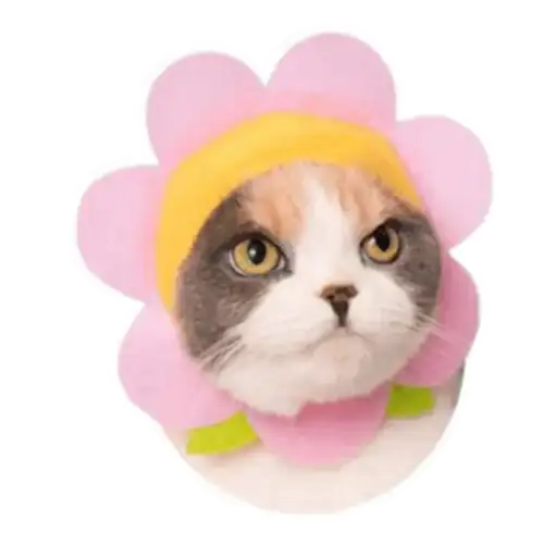 Kitty_of_the_better preview