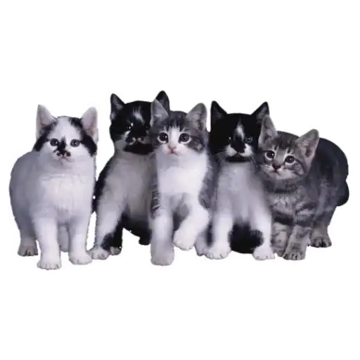 Sticker 🐈