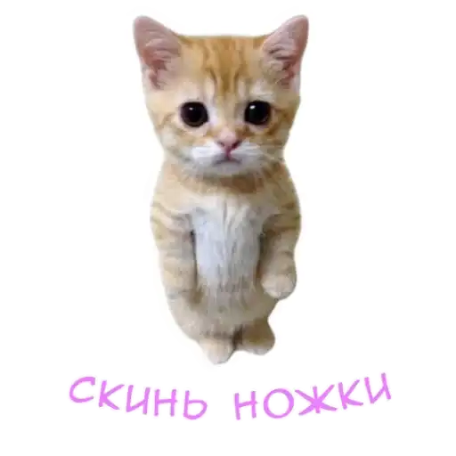 Sticker 🐈
