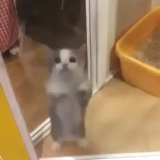 Cutie Paws 🐾 preview