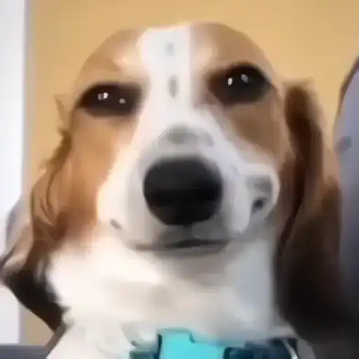 Cutie Paws 🐾 preview