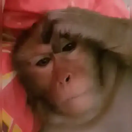 Sticker 🤦‍♂️