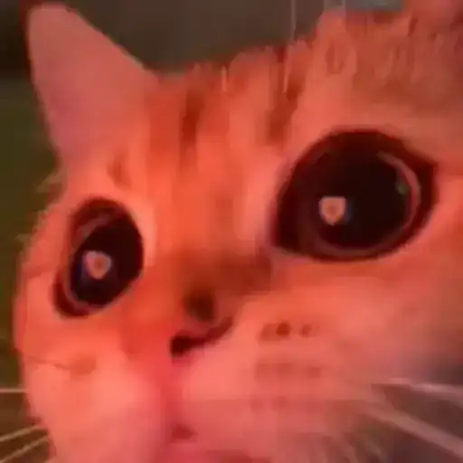 Cutie Paws 🐾 preview