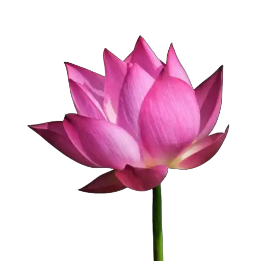 𝒢𝓇𝑒𝑒𝓃 ❀ 𝒫𝘪𝘯𝘬.   & ♡ preview