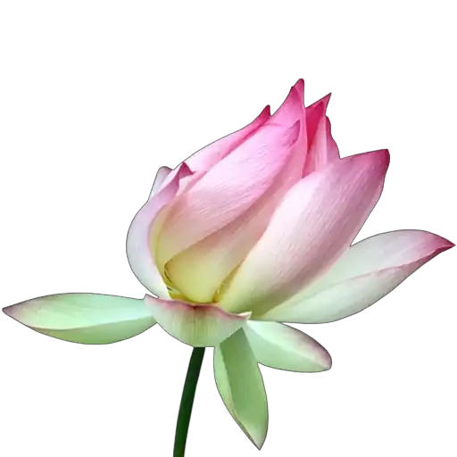 𝒢𝓇𝑒𝑒𝓃 ❀ 𝒫𝘪𝘯𝘬.   & ♡ preview