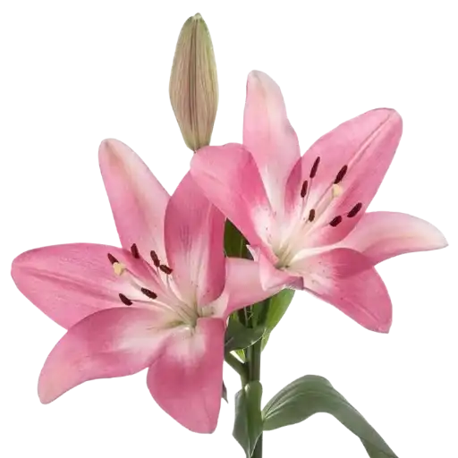 𝒢𝓇𝑒𝑒𝓃 ❀ 𝒫𝘪𝘯𝘬.   & ♡ preview