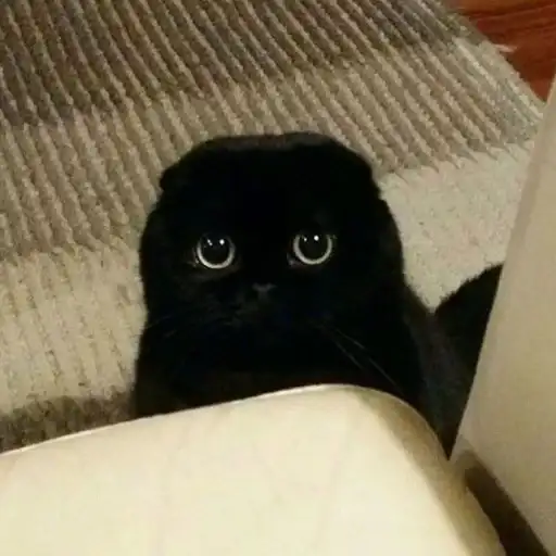 Dark cat AstRa OWN preview