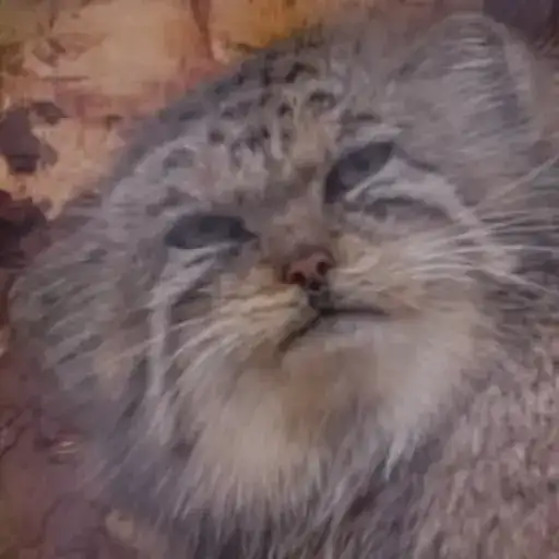 Manul Video preview