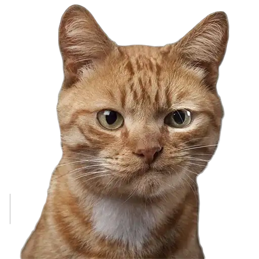 Котейки preview