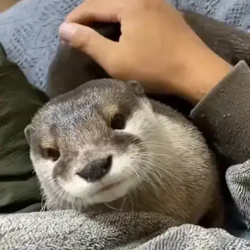 Выдры
tg preview