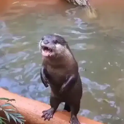 Выдры
tg preview