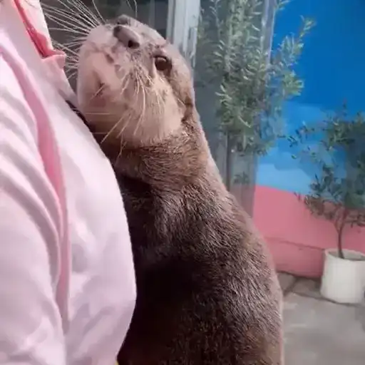 Выдры
tg preview