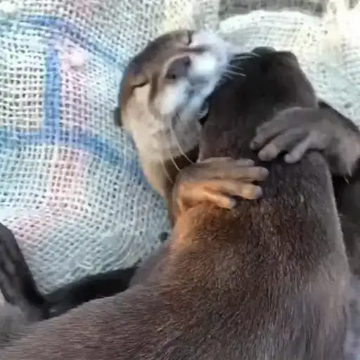 Выдры
tg preview