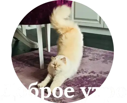 Кинкиса preview