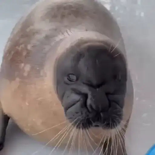 Тюлени и морские котики preview