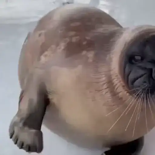 Тюлени и морские котики preview