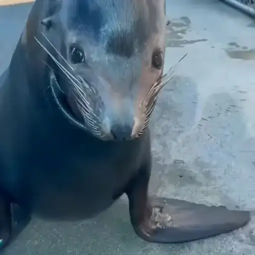 Тюлени и морские котики preview