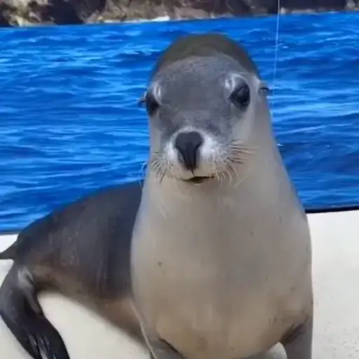 Тюлени и морские котики preview