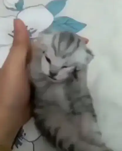 Котятки preview