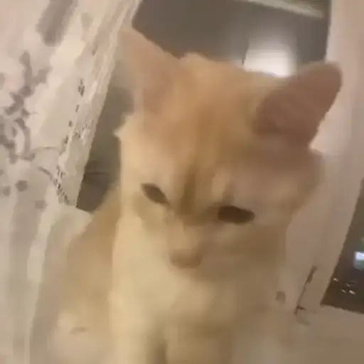 Котятки preview