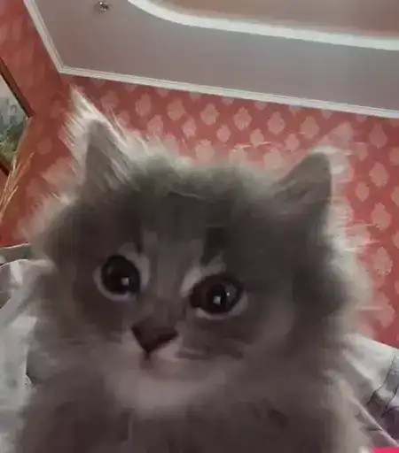 Котятки preview