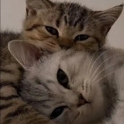 🐱CATS🐱 preview