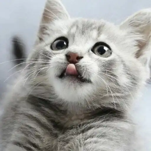 🐱CATS🐱 preview