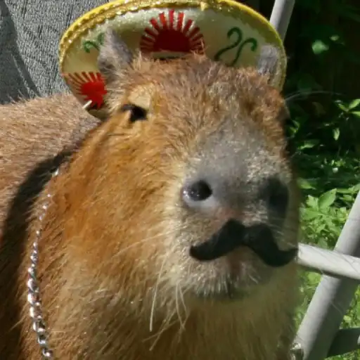 CapybaRa preview