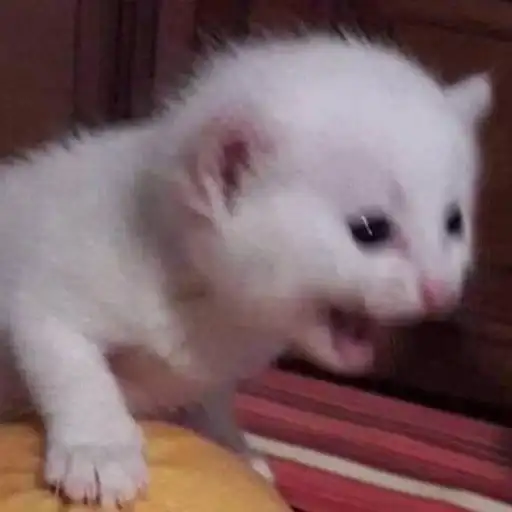 Кис кис я котик ты котик preview