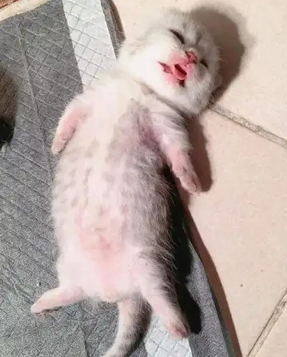 Кис кис я котик ты котик preview