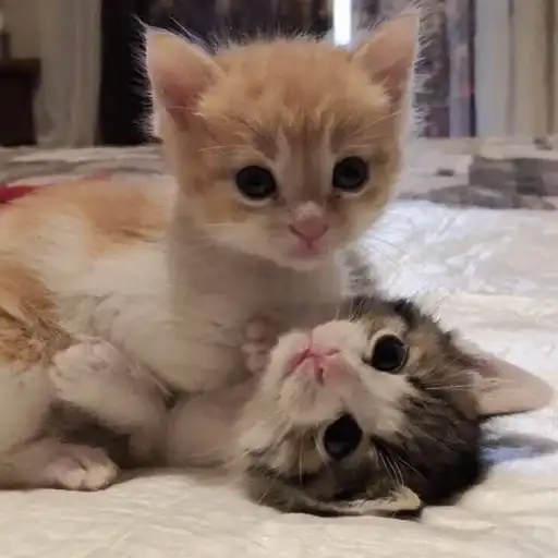 Sticker 👩‍❤️‍💋‍👩