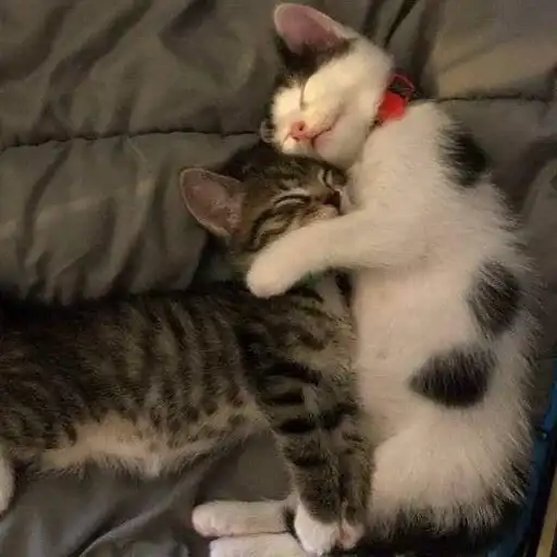 Sticker 👩‍❤️‍👩