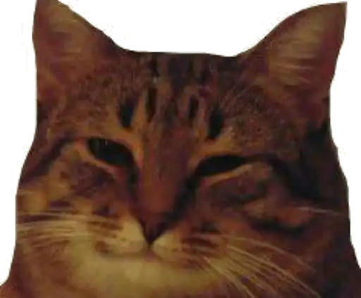 Caters Gonna Cate preview