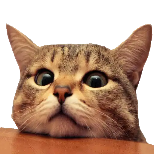 Caters Gonna Cate preview