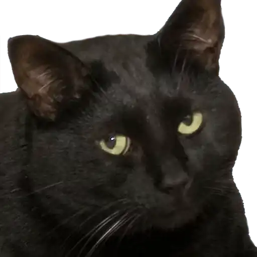 Caters Gonna Cate preview