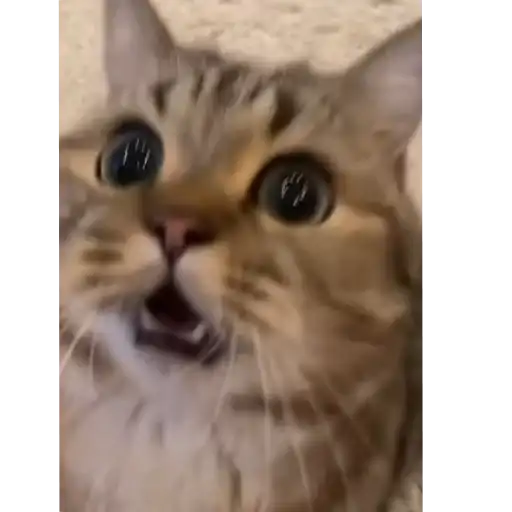 Котята preview