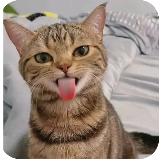 Котята preview